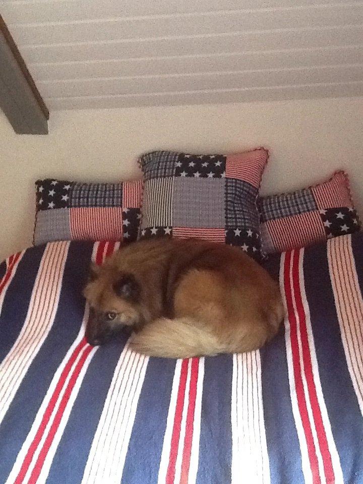 Islandsk fårehund Malou billede 16