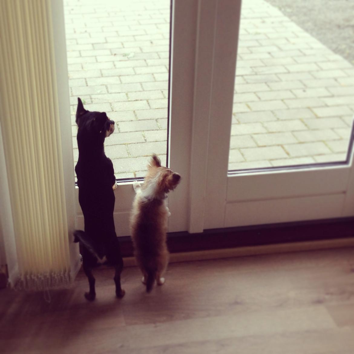 Chihuahua Milo [RIP] billede 17