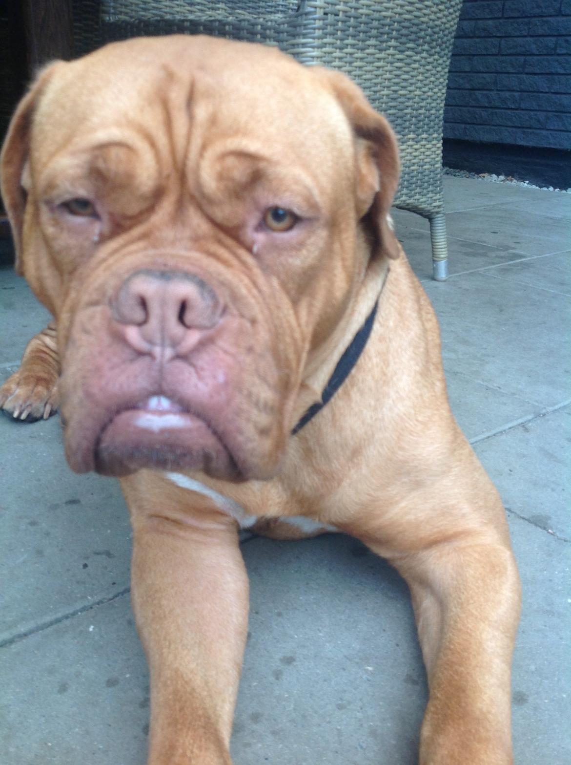 Dogue de bordeaux Vega billede 1