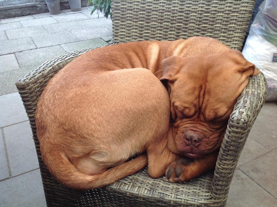 Dogue de bordeaux Vega billede 2