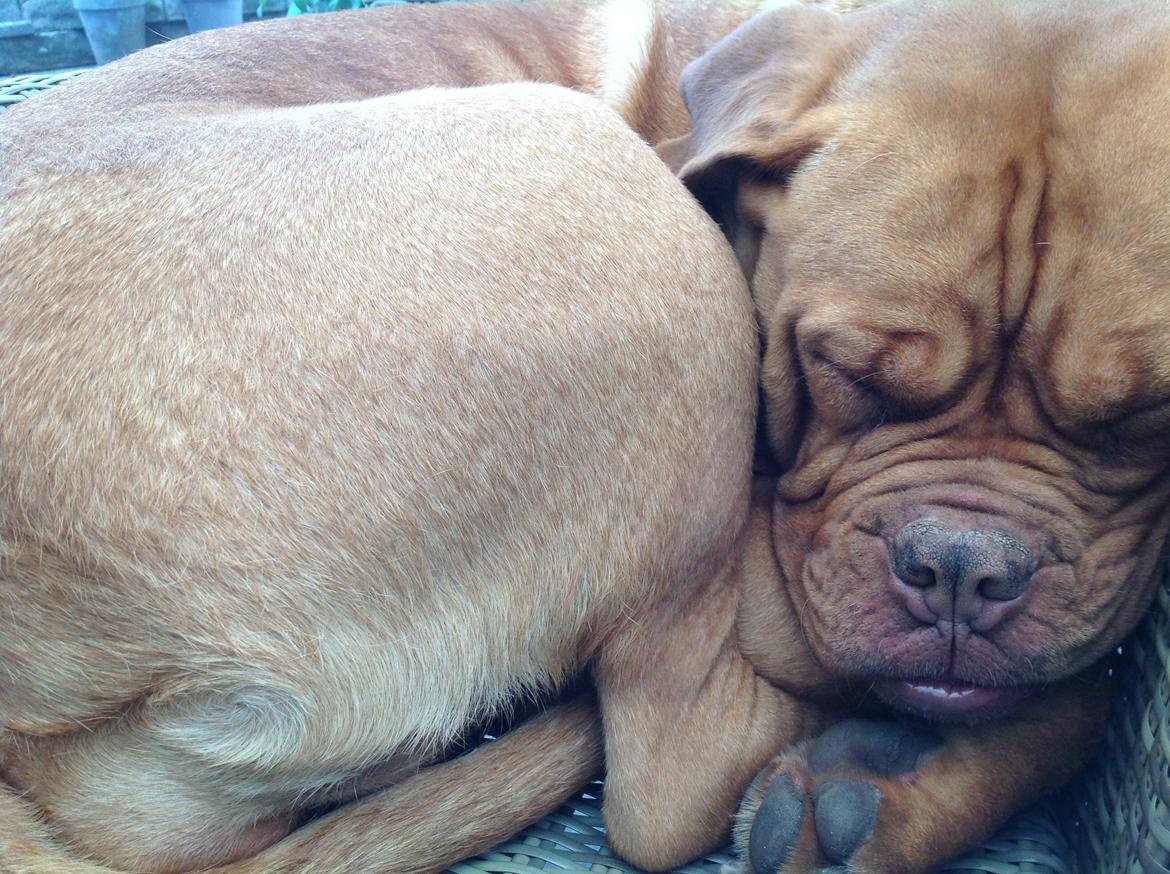 Dogue de bordeaux Vega billede 3
