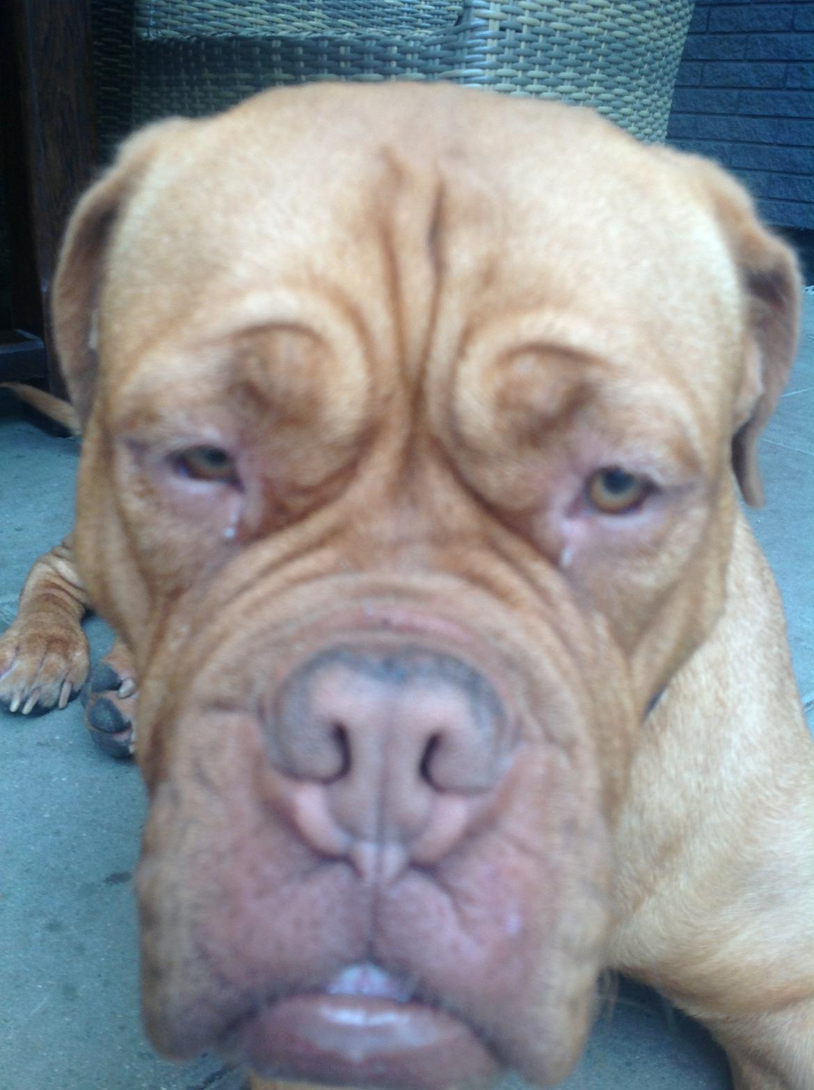 Dogue de bordeaux Vega billede 4