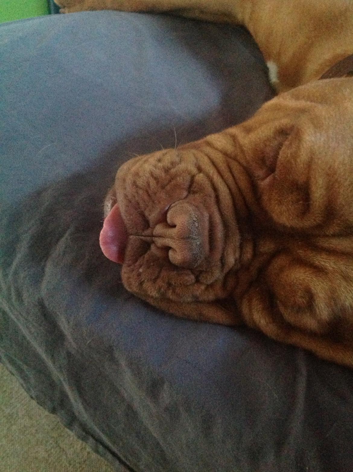 Dogue de bordeaux Vega billede 5