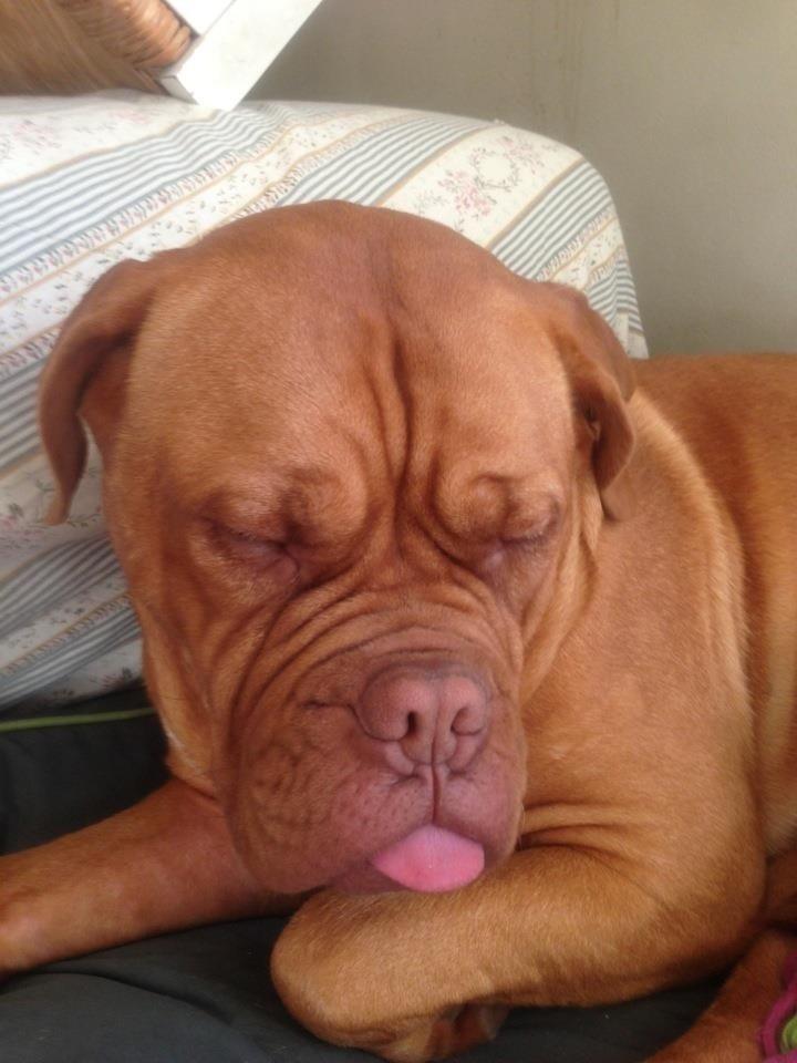 Dogue de bordeaux Vega billede 6
