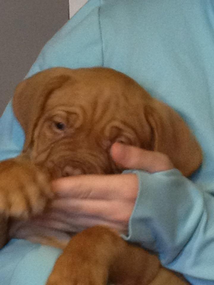 Dogue de bordeaux Vega billede 7