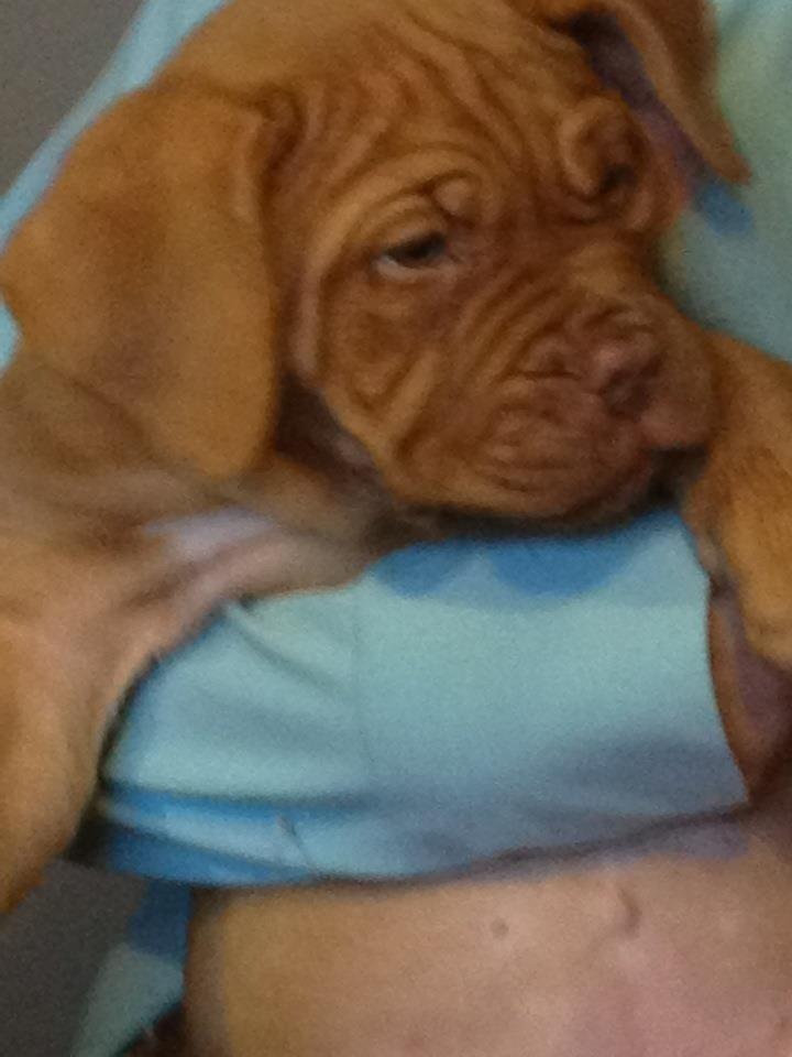 Dogue de bordeaux Vega billede 8