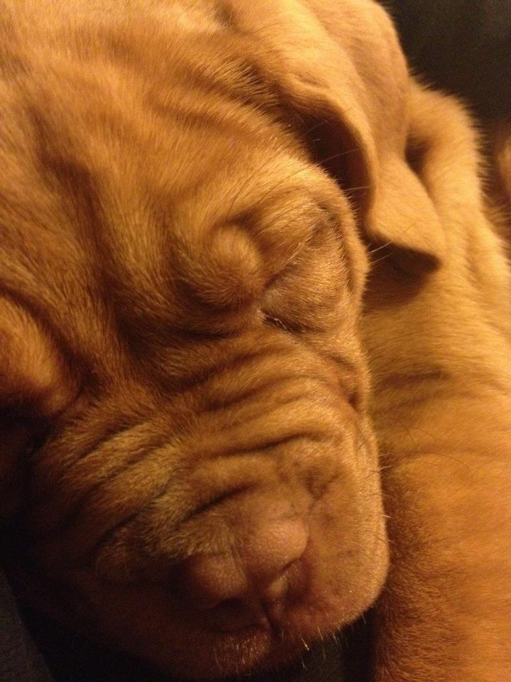 Dogue de bordeaux Vega billede 9