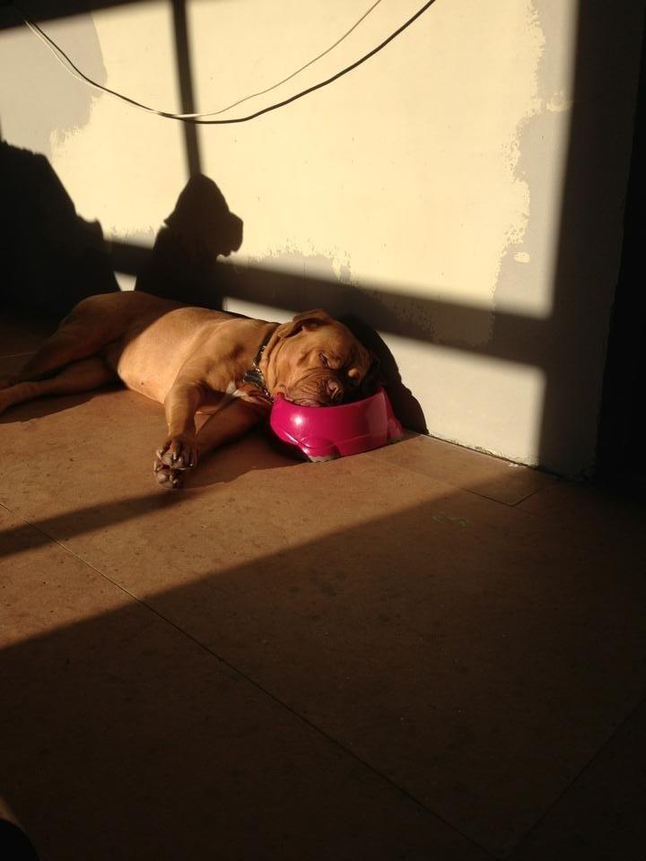 Dogue de bordeaux Vega billede 10