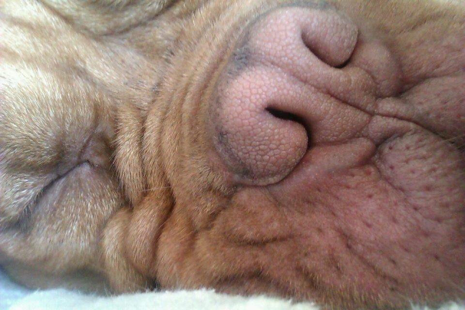 Dogue de bordeaux Vega billede 11