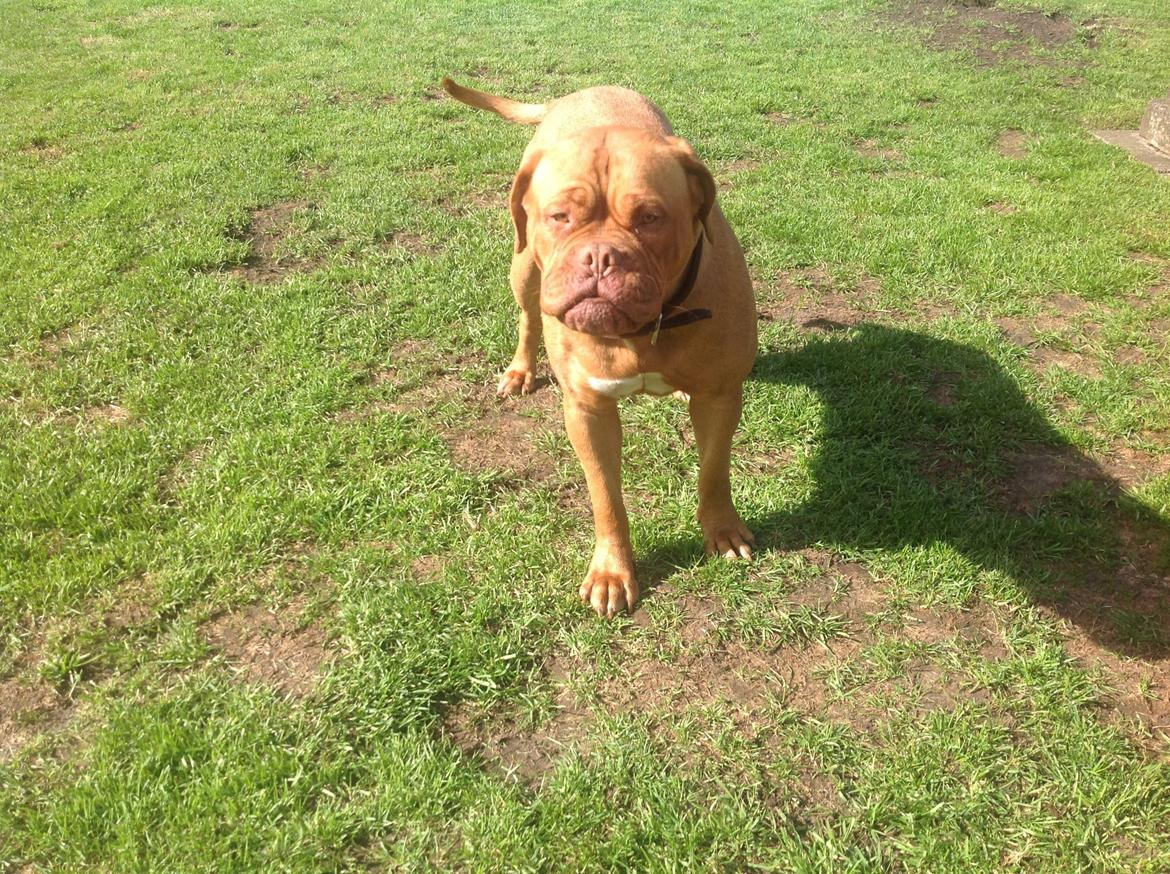 Dogue de bordeaux Vega billede 12