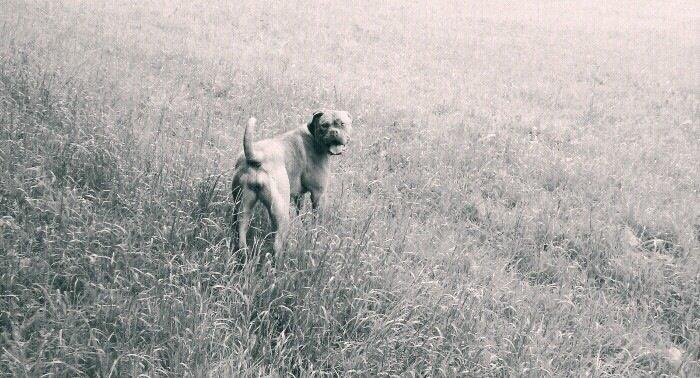 Dogue de bordeaux Vega billede 13