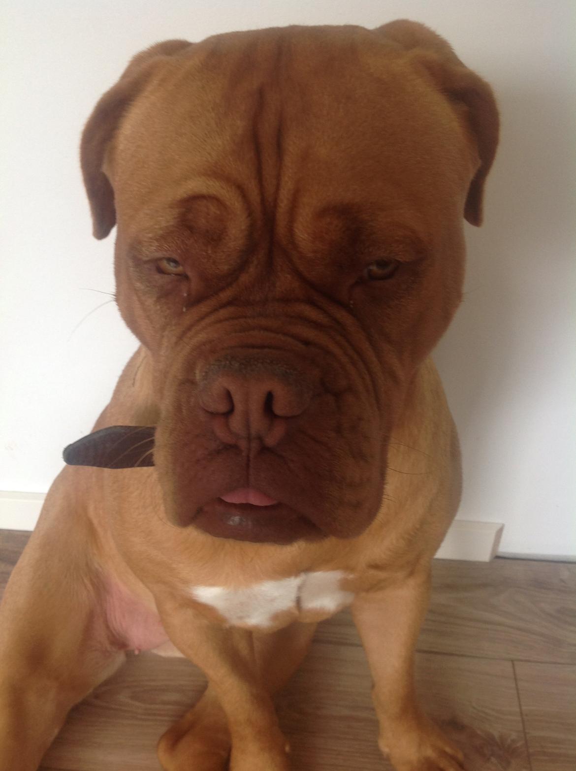 Dogue de bordeaux Vega billede 14