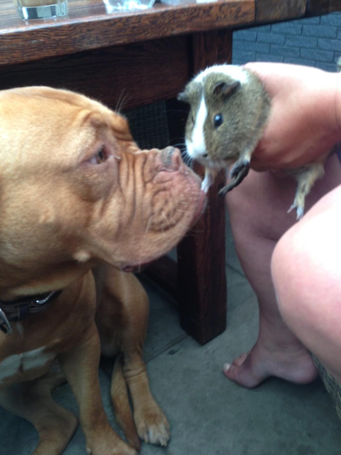 Dogue de bordeaux Vega billede 15