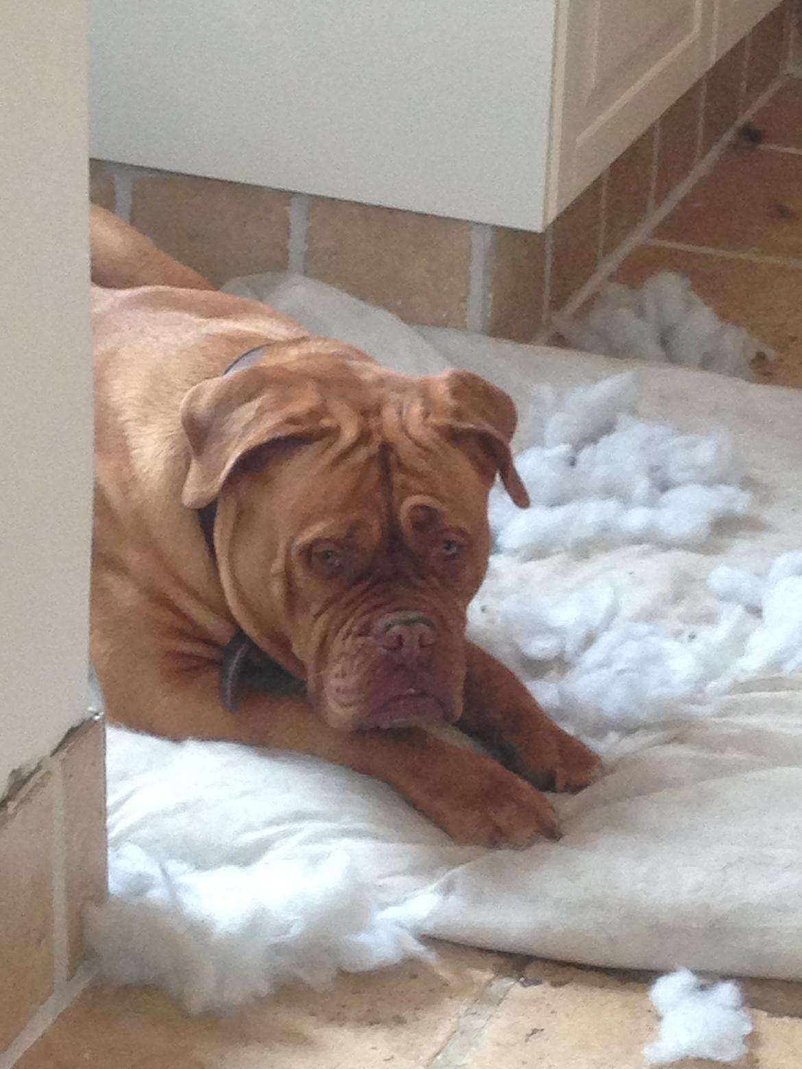 Dogue de bordeaux Vega billede 16