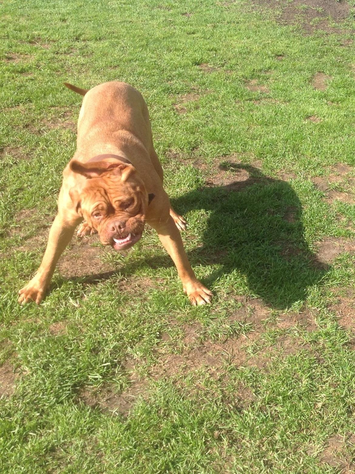 Dogue de bordeaux Vega billede 17