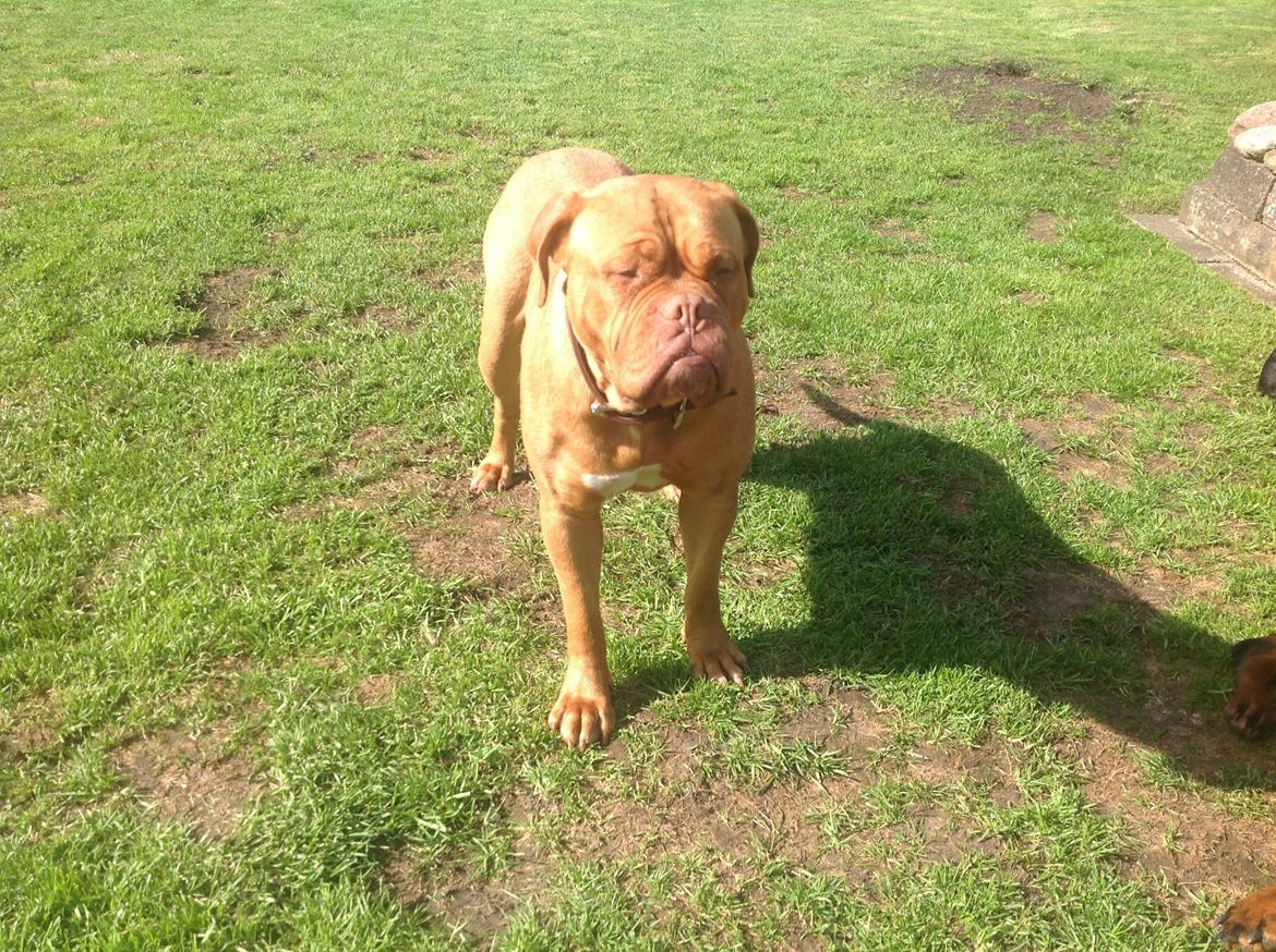 Dogue de bordeaux Vega billede 18