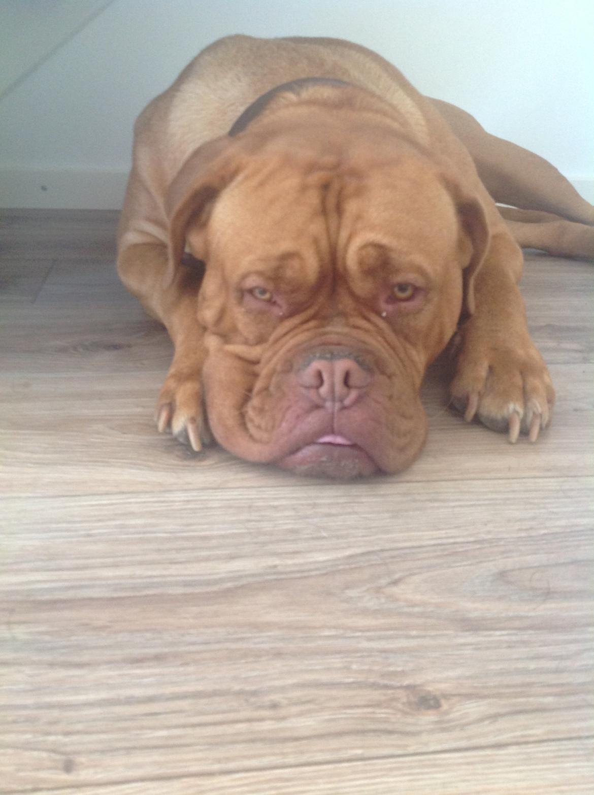 Dogue de bordeaux Vega billede 19