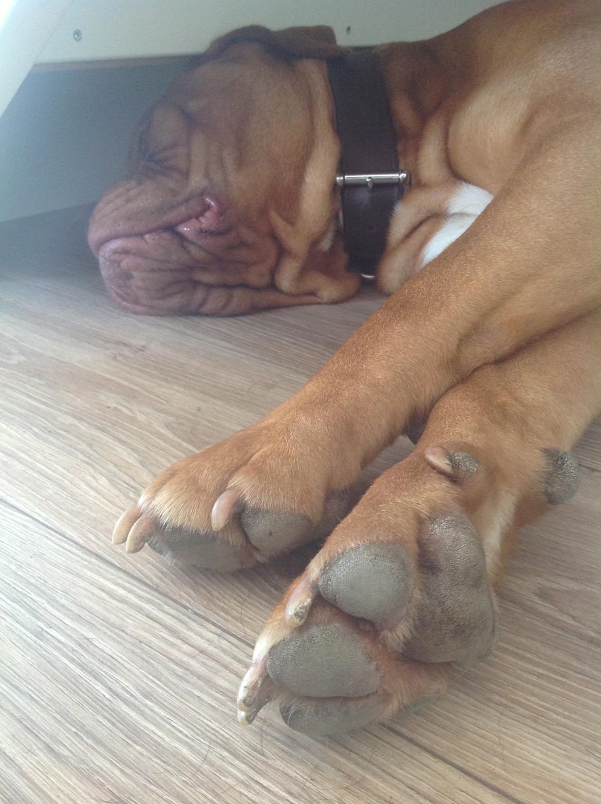 Dogue de bordeaux Vega billede 20