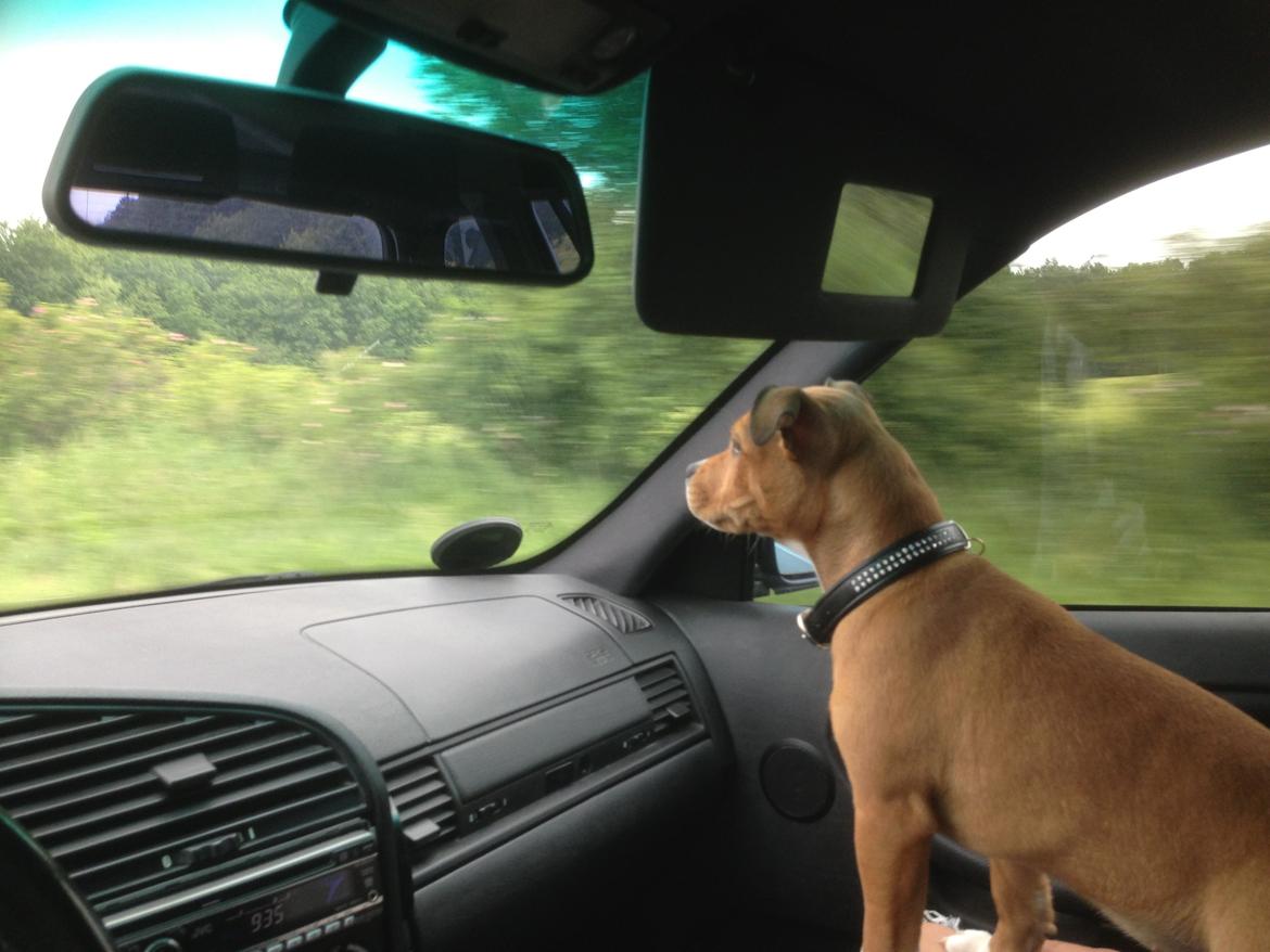 Staffordshire bull terrier Bailey (Whoopie pie) Torvdal billede 1