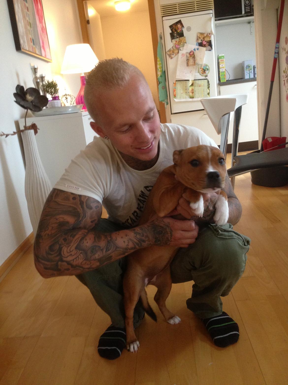 Staffordshire bull terrier Bailey (Whoopie pie) Torvdal billede 3