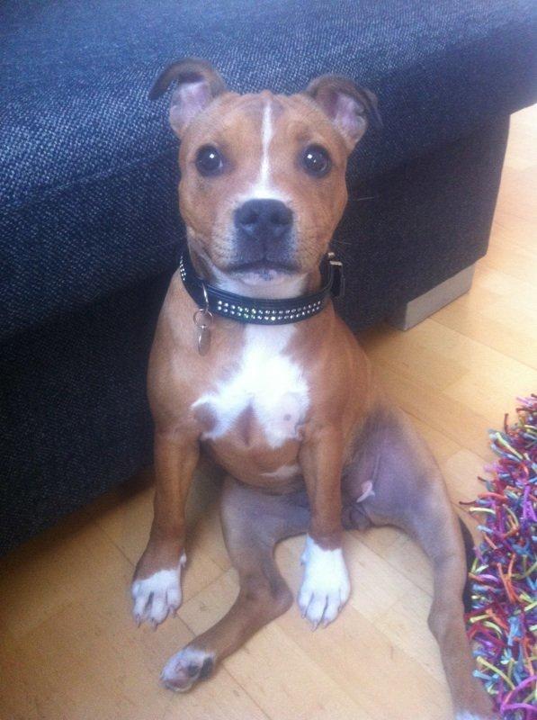 Staffordshire bull terrier Bailey (Whoopie pie) Torvdal billede 2