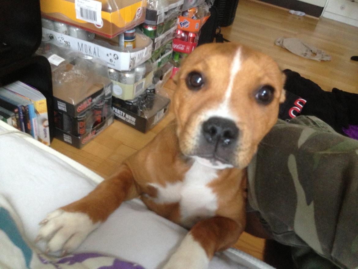 Staffordshire bull terrier Bailey (Whoopie pie) Torvdal billede 4