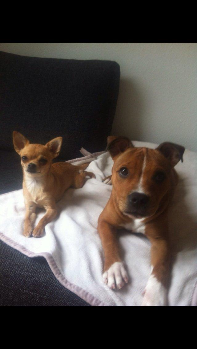 Staffordshire bull terrier Bailey (Whoopie pie) Torvdal billede 5