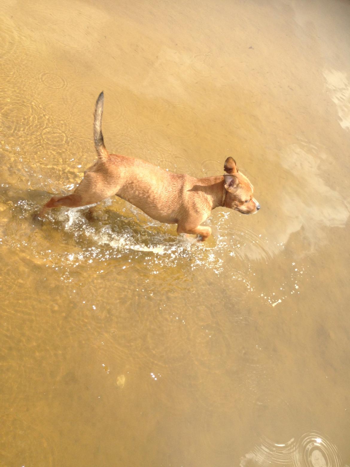 Staffordshire bull terrier Bailey (Whoopie pie) Torvdal billede 6