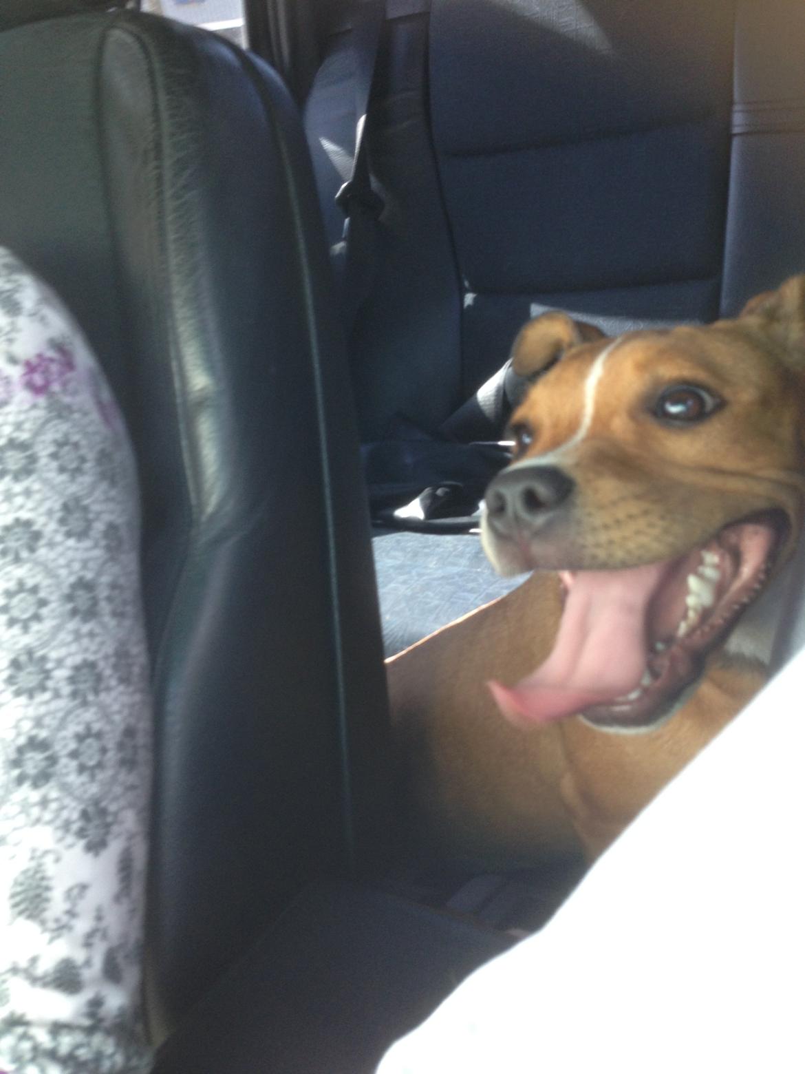 Staffordshire bull terrier Bailey (Whoopie pie) Torvdal billede 7