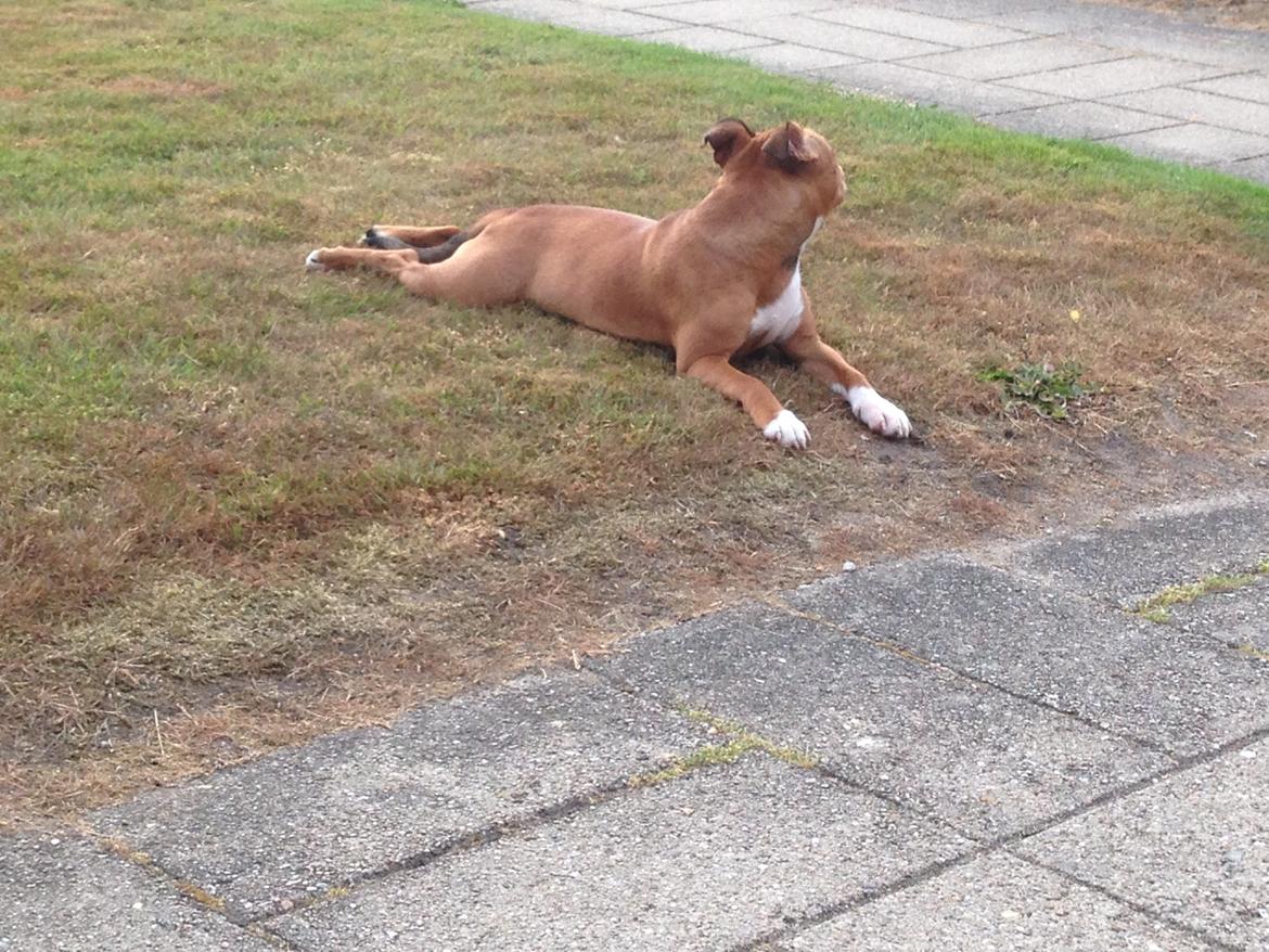 Staffordshire bull terrier Bailey (Whoopie pie) Torvdal billede 8