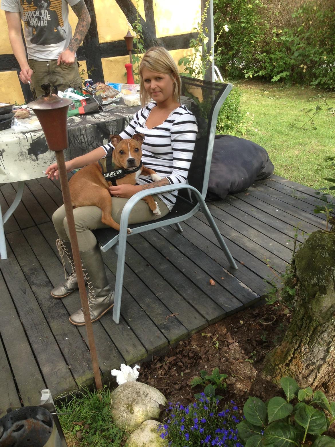 Staffordshire bull terrier Bailey (Whoopie pie) Torvdal billede 9