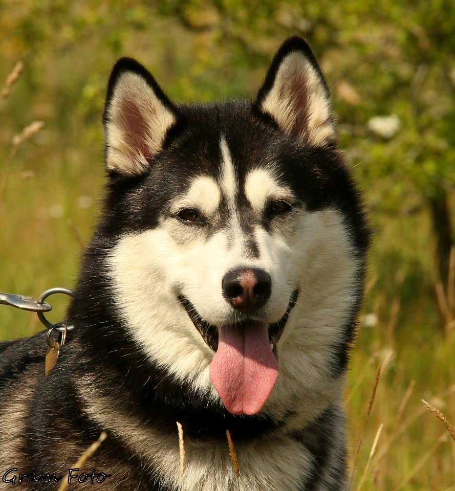 Blanding af racer Aya billede 1