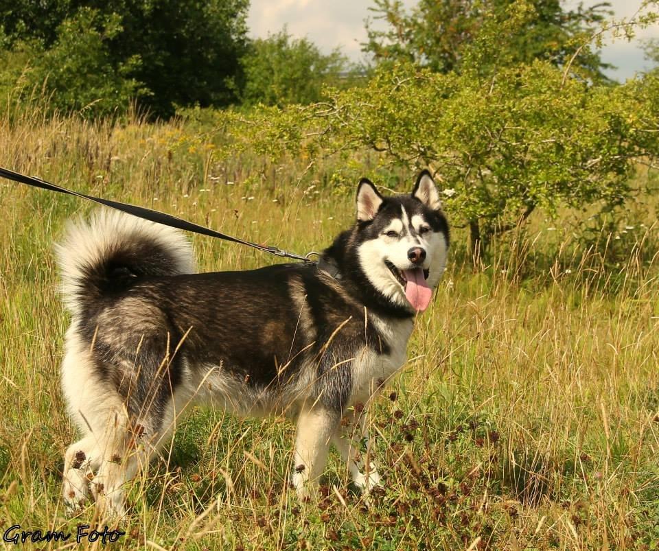 Blanding af racer Aya billede 22