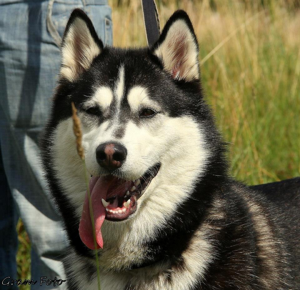 Blanding af racer Aya billede 23