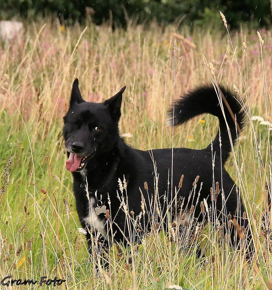 Blanding af racer Chick billede 22