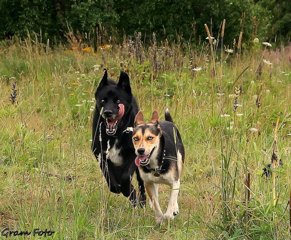 Blanding af racer Chick billede 23