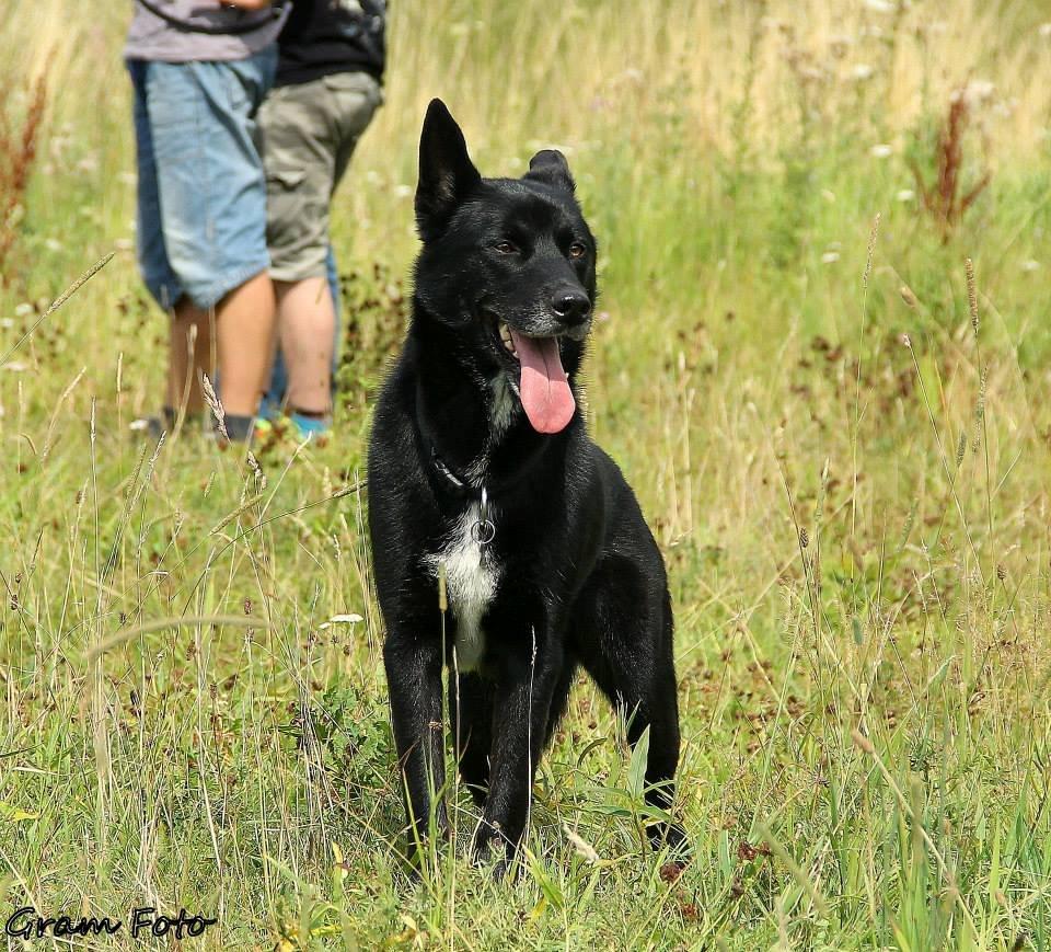 Blanding af racer Chick billede 2