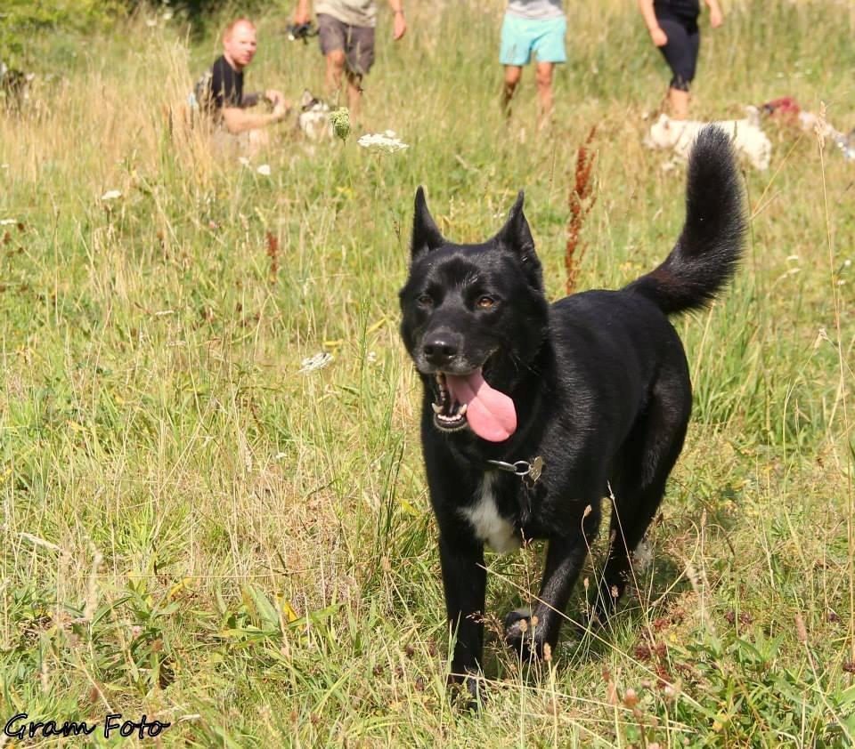 Blanding af racer Chick billede 24