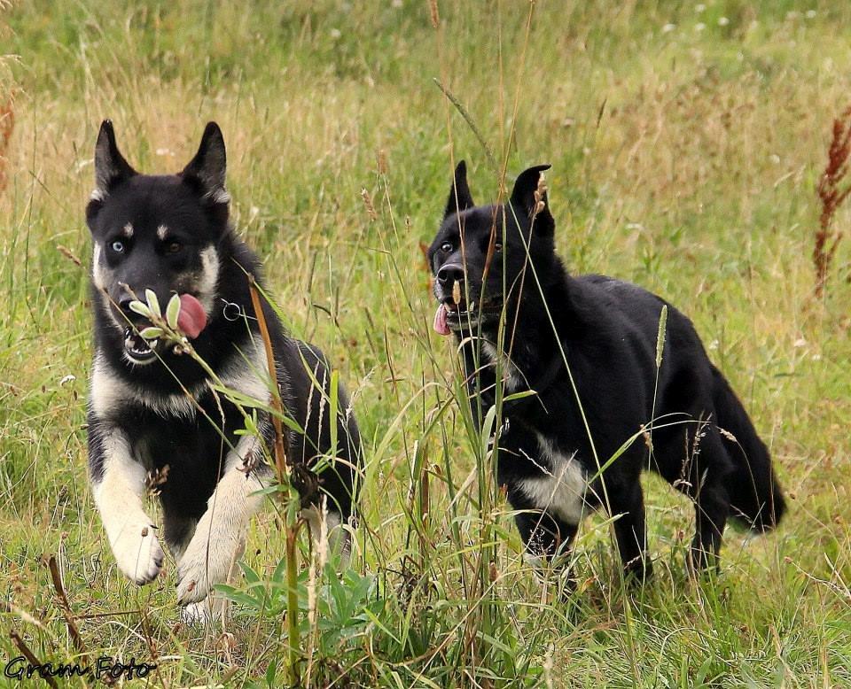 Blanding af racer Chick billede 25