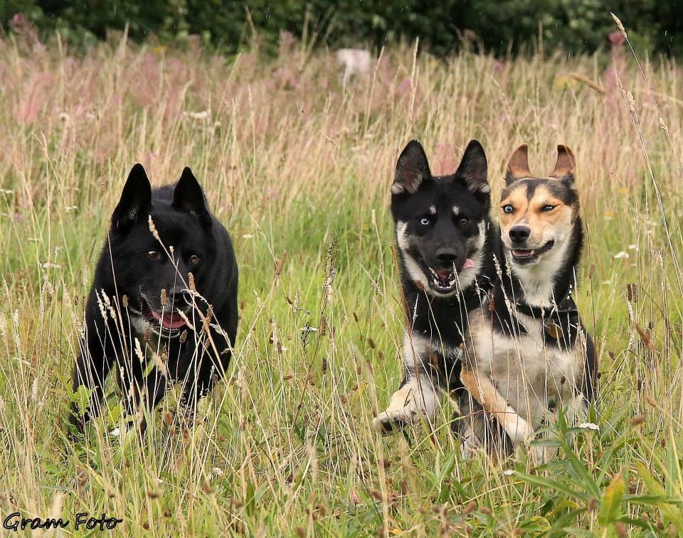 Blanding af racer Chick billede 26