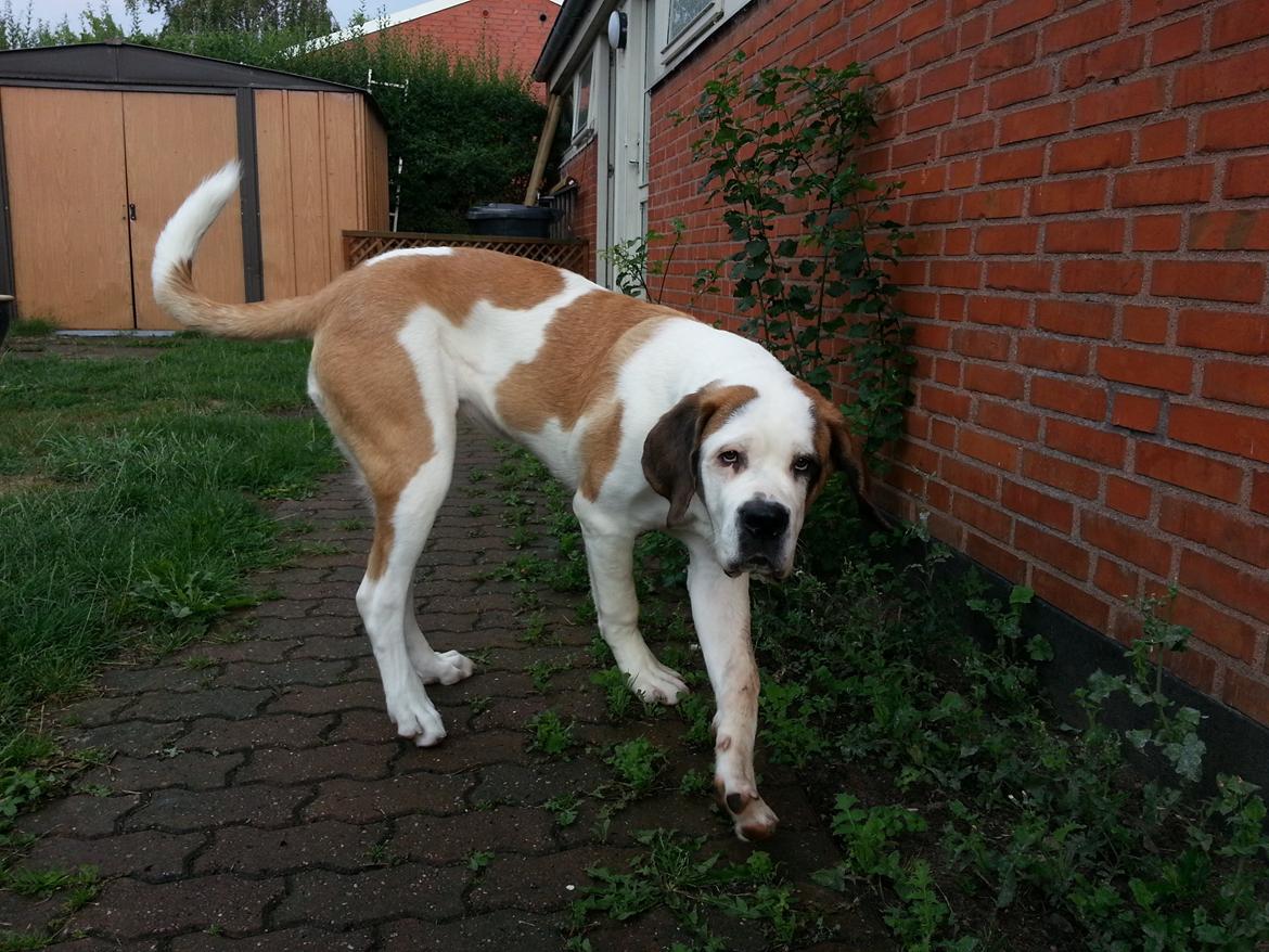 Sankt bernhardshund Rabomba Biggie. R.I.P. - Hvad vil du nu! billede 19