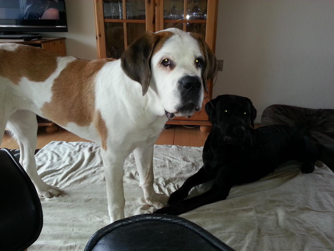 Sankt bernhardshund Rabomba Biggie. R.I.P. - Hvad mig! billede 20