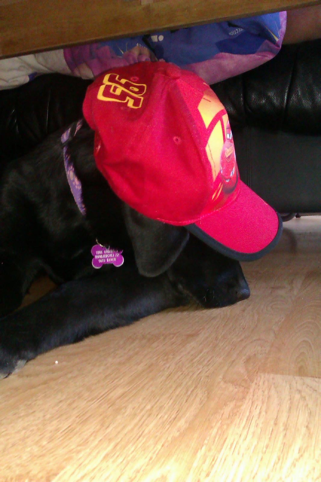 Labrador retriever Malikka billede 6