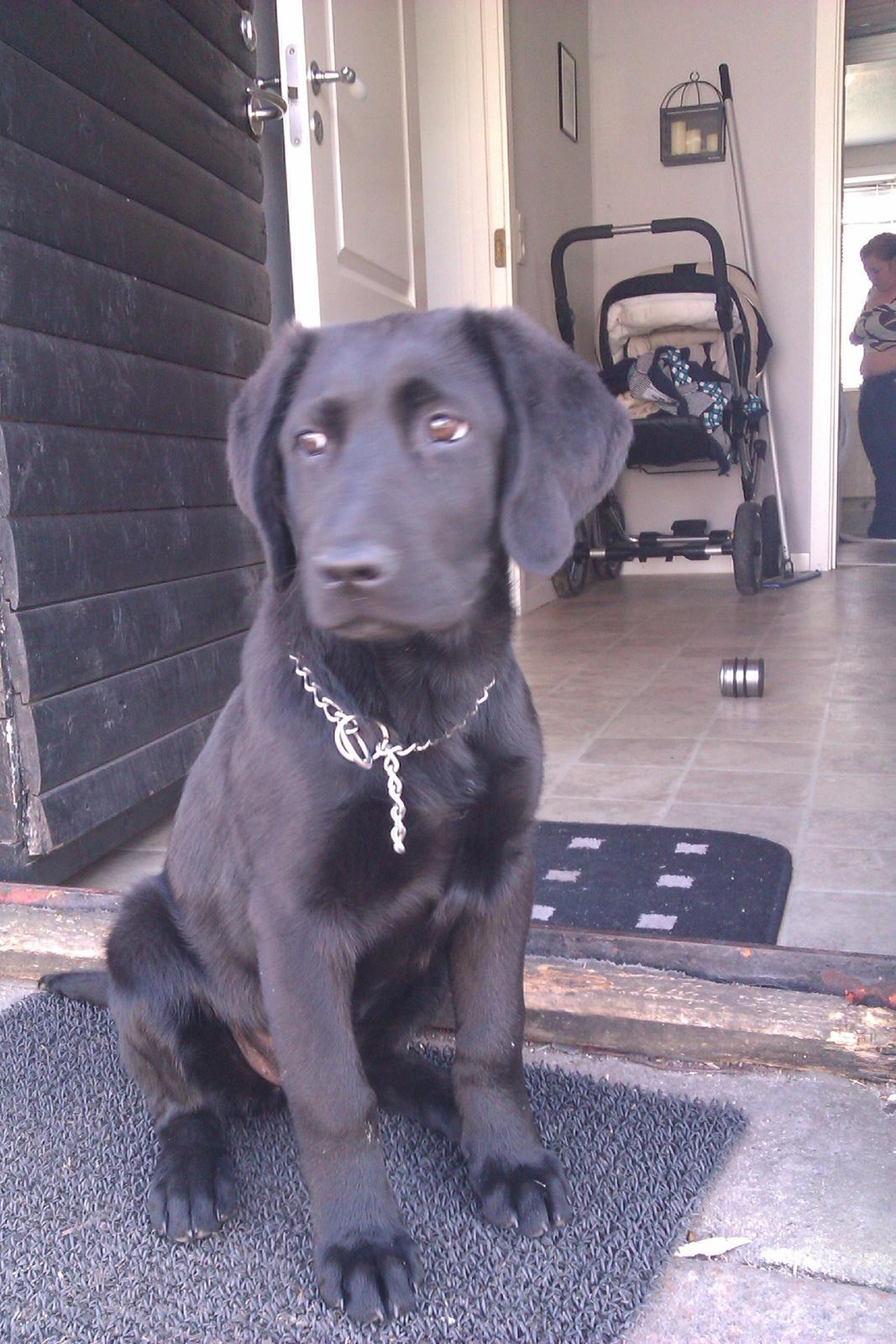 Labrador retriever Malikka billede 7