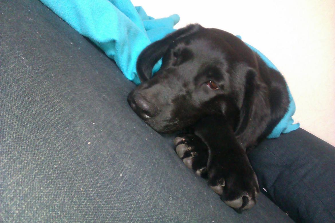 Labrador retriever Malikka billede 8