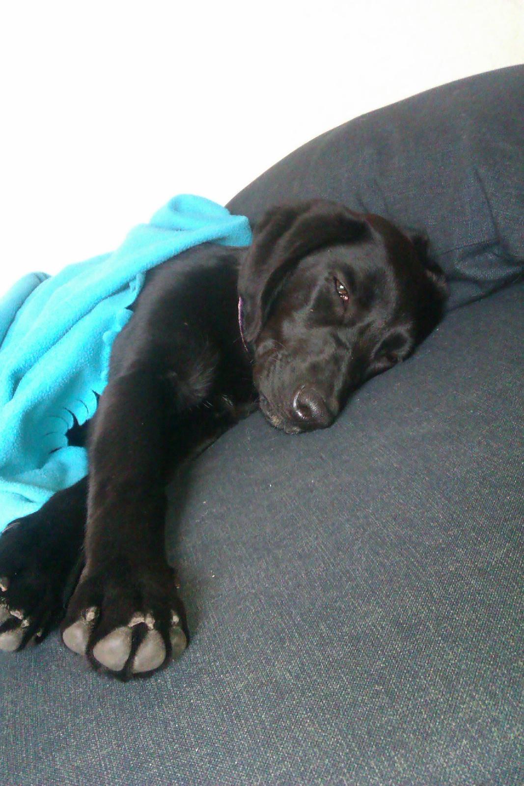 Labrador retriever Malikka billede 9