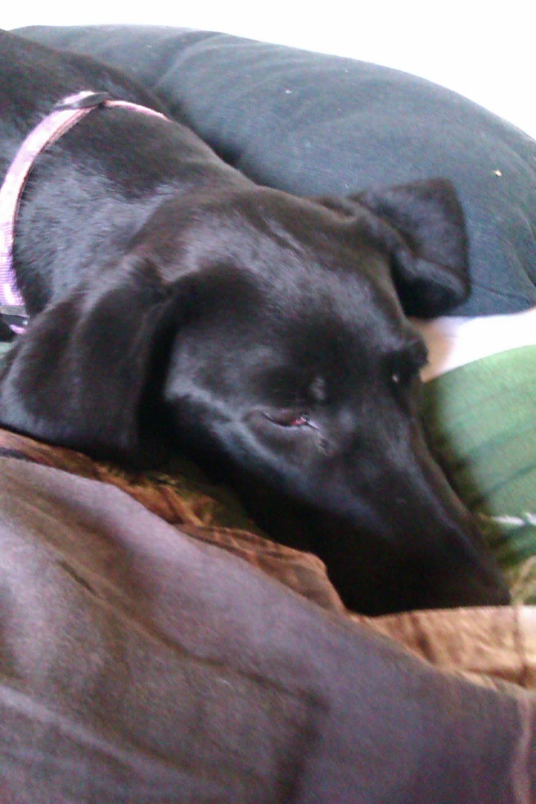 Labrador retriever Malikka billede 10