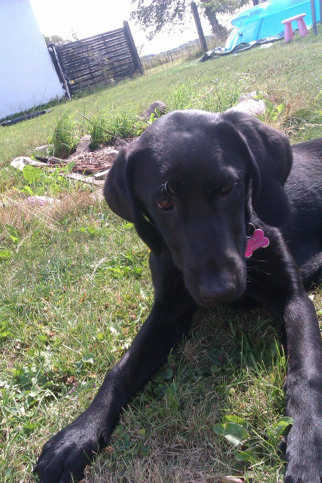 Labrador retriever Malikka billede 11