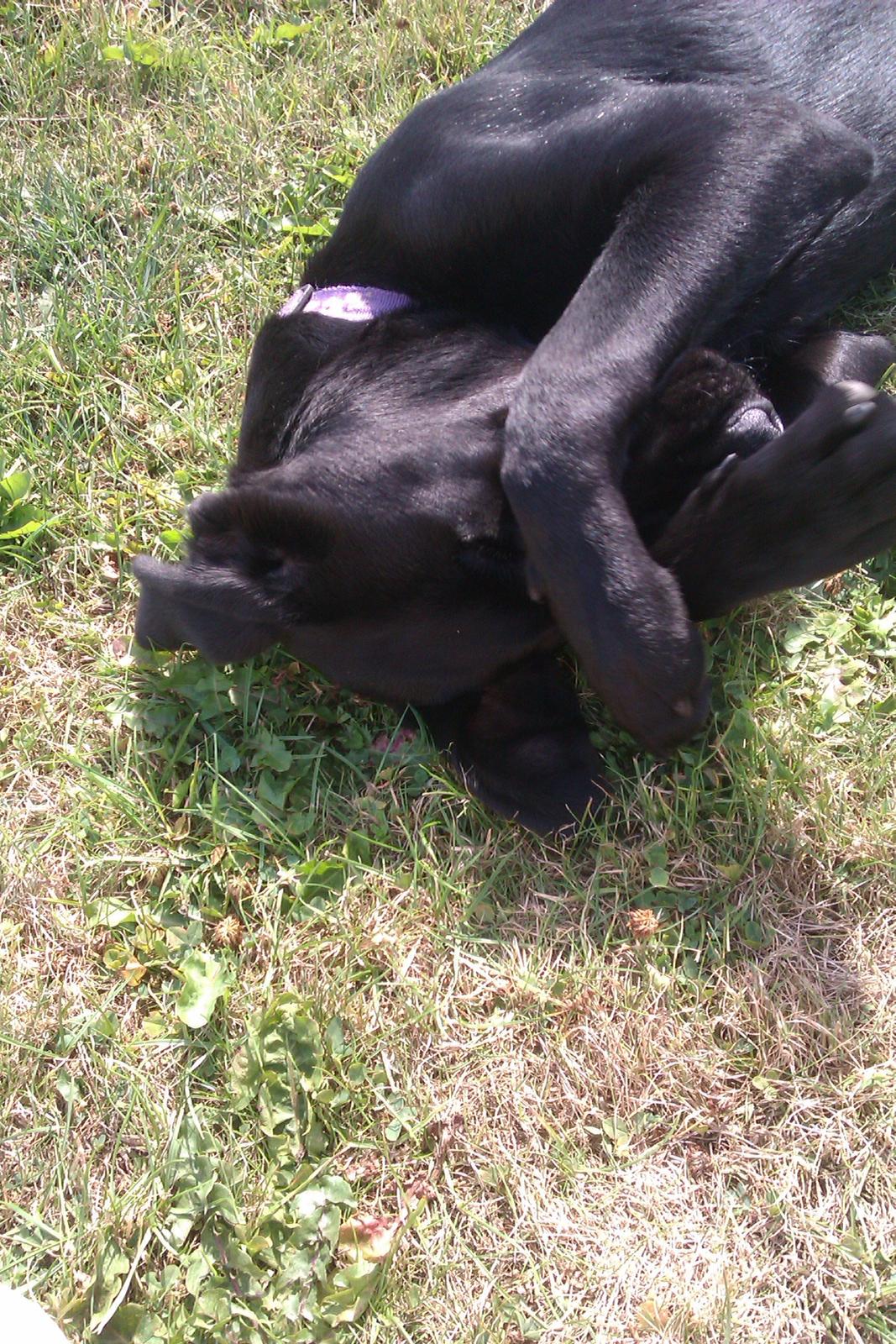 Labrador retriever Malikka billede 12