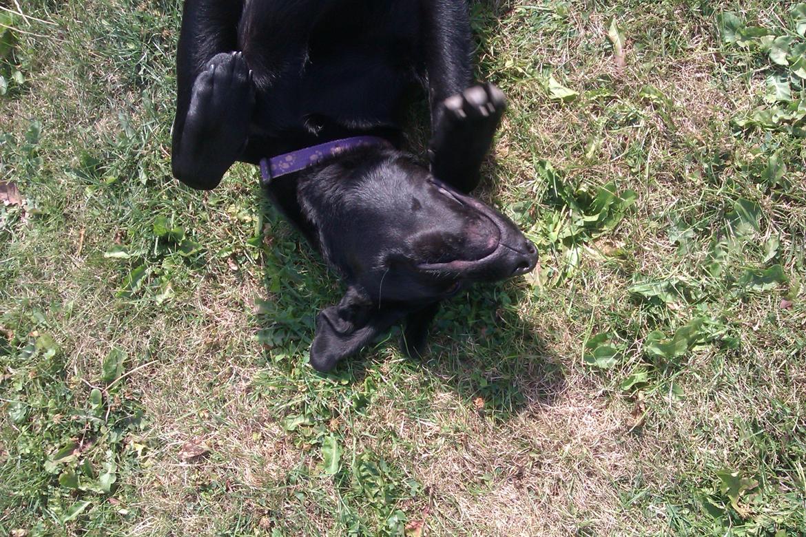 Labrador retriever Malikka billede 13